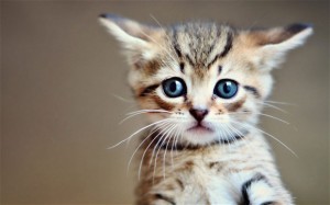 Default Page setting in Google Analytics hates kittens