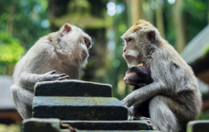 Making AI projects more explainable